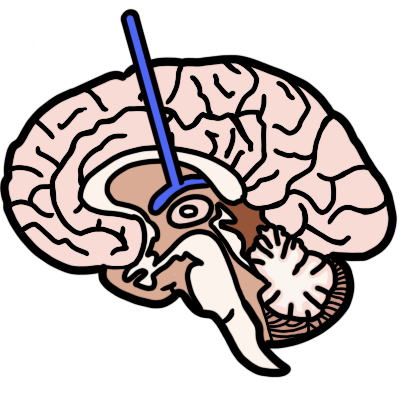 A side-view cross-section of a human brain. The fornix is highlighted in blue, with a blue line pointing to it.